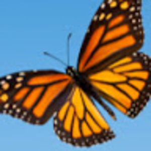 Meet your Posher, Omaira